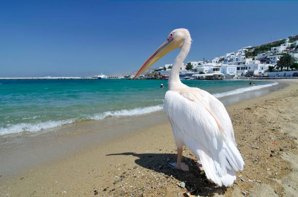 Petros the Pelican - Mykonos top attractions